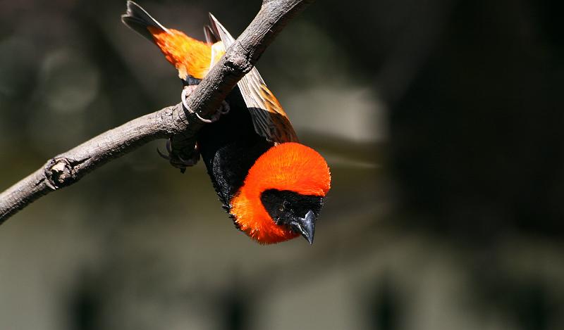 Frieda 130.jpg - amper daar!..